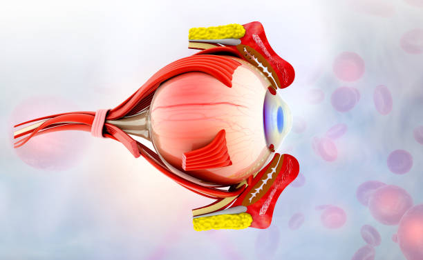 Comprehensive Eye Care: Green City Eye Clinic's... main image