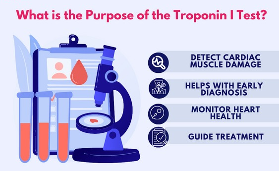 Troponin T and I are crucial for the heart's funct... main image