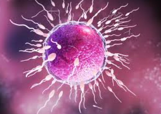 Infertility Treatments at LifeShell Hospital Ad... main image