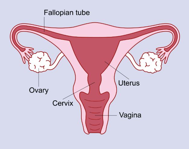 Hysterectomy in Nagpur Green City Maternity Hospit... main image