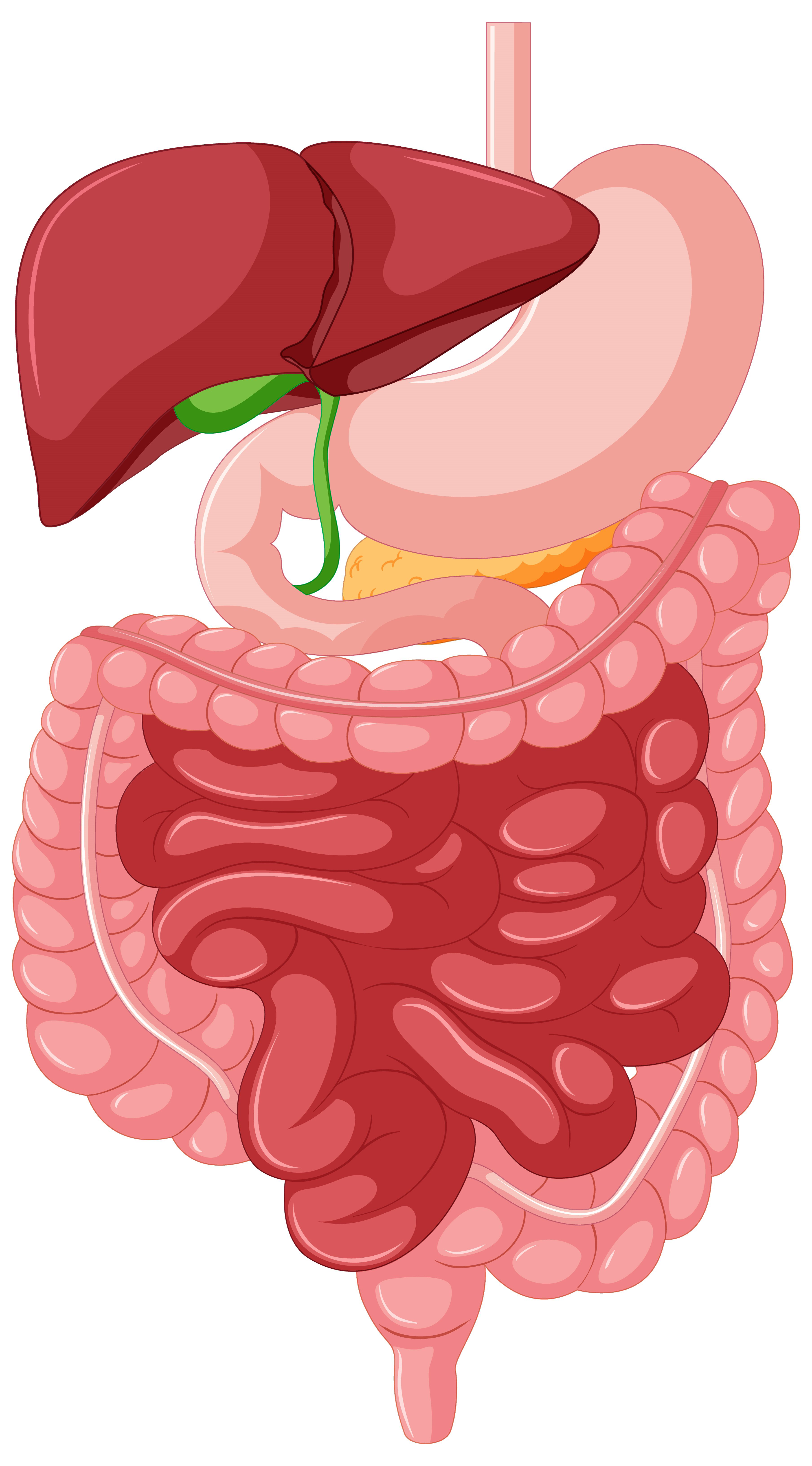 Virechan detoxification therapy:
Virechan is a ... main image