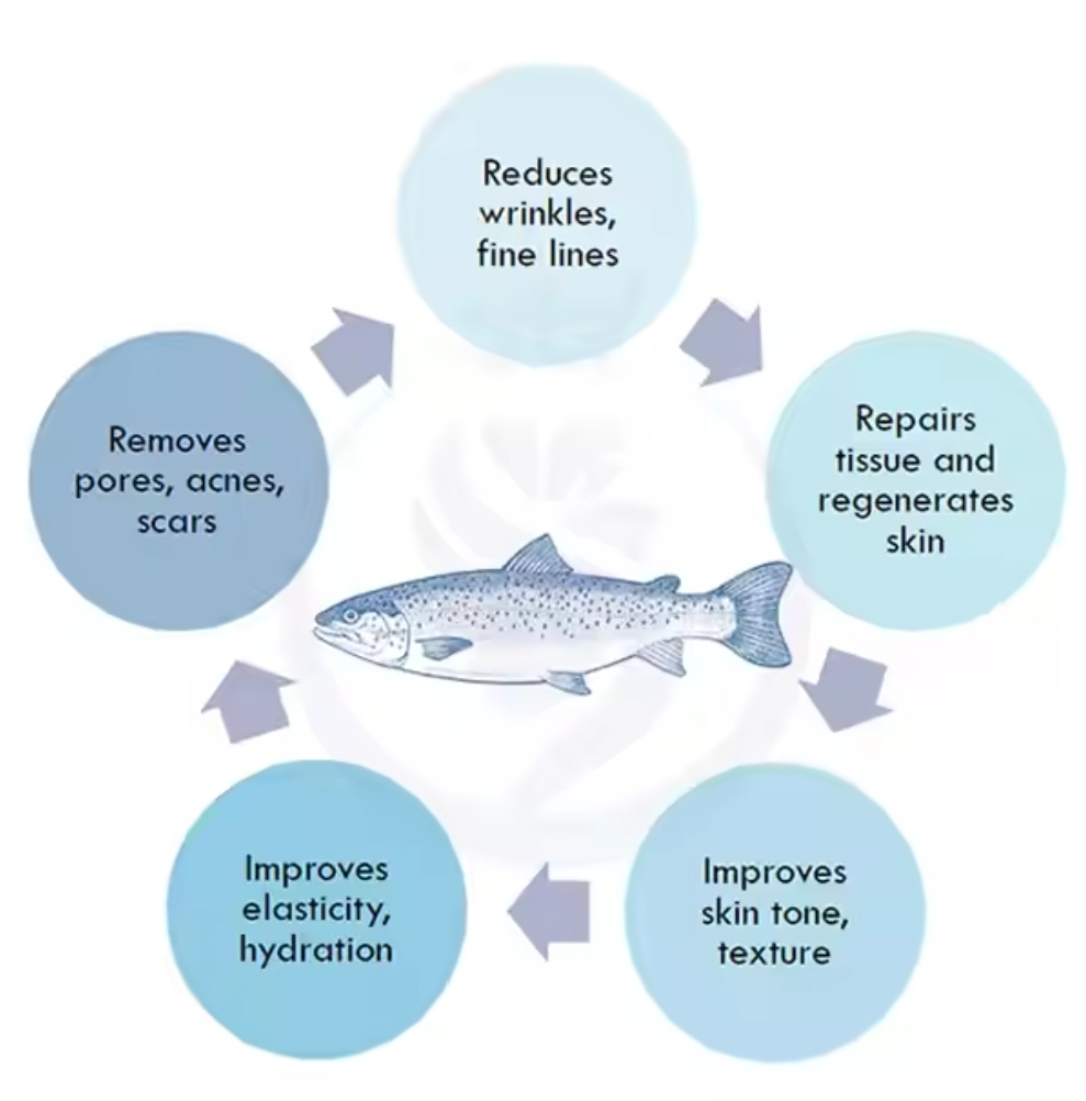 Experience the Rejuvenating Power of Salmon PDR... main image