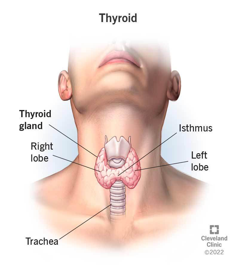 Thyroid Treatment in Nashik – Expert Diagnosis ... main image
