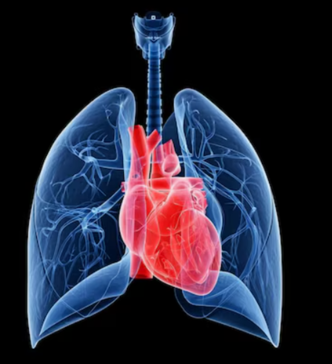 Heart and Lung Disease Treatment in New Delhi: ... main image
