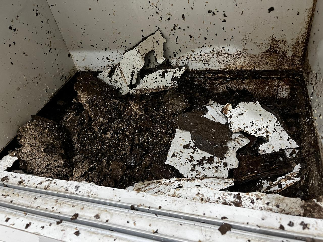 Termites c