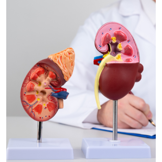 Expert Urologist in Chennai – Comprehensive Urolog... main image