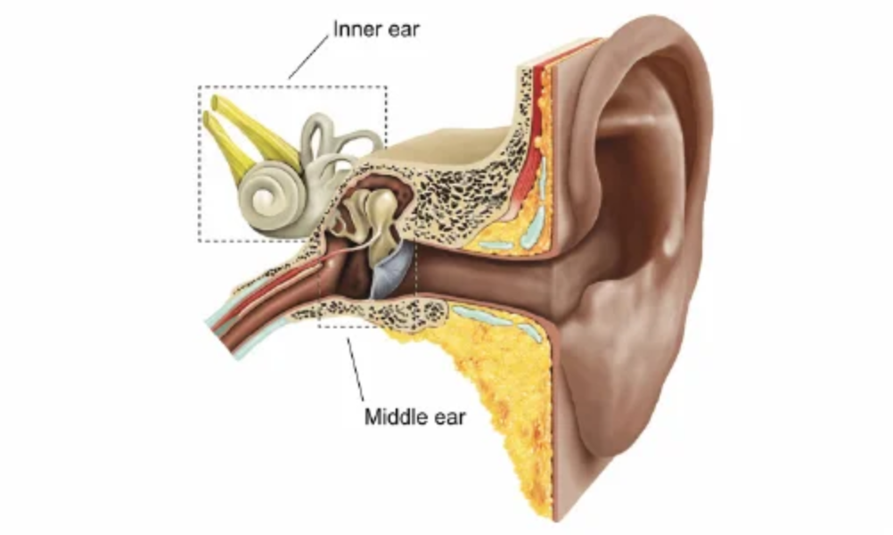 Stapedectomy in Dwarka, Delhi: Surgical Relief ... main image