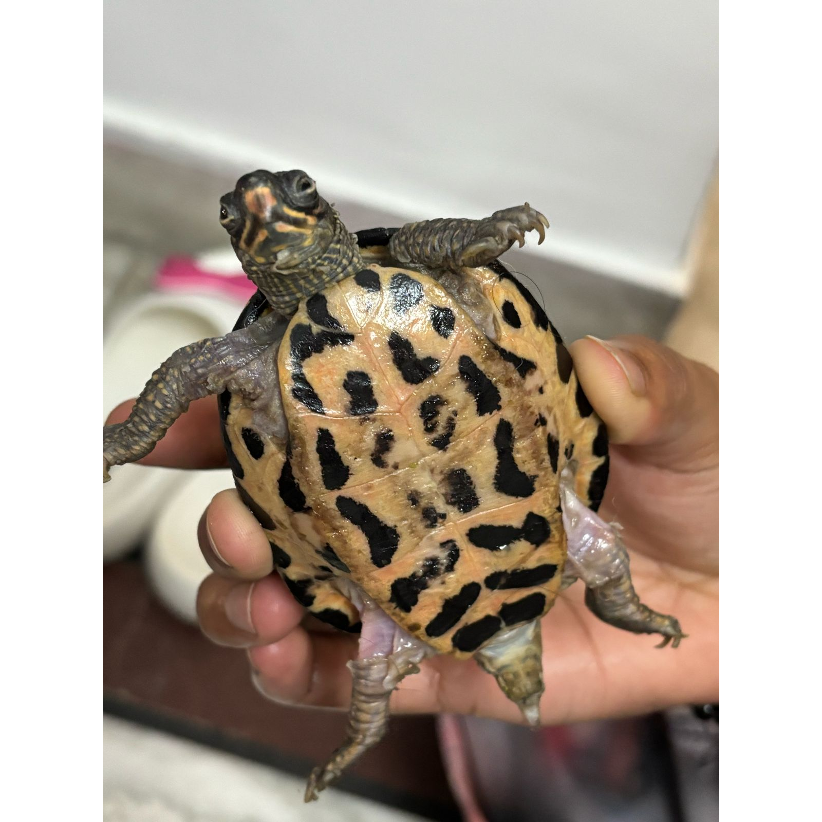 update image