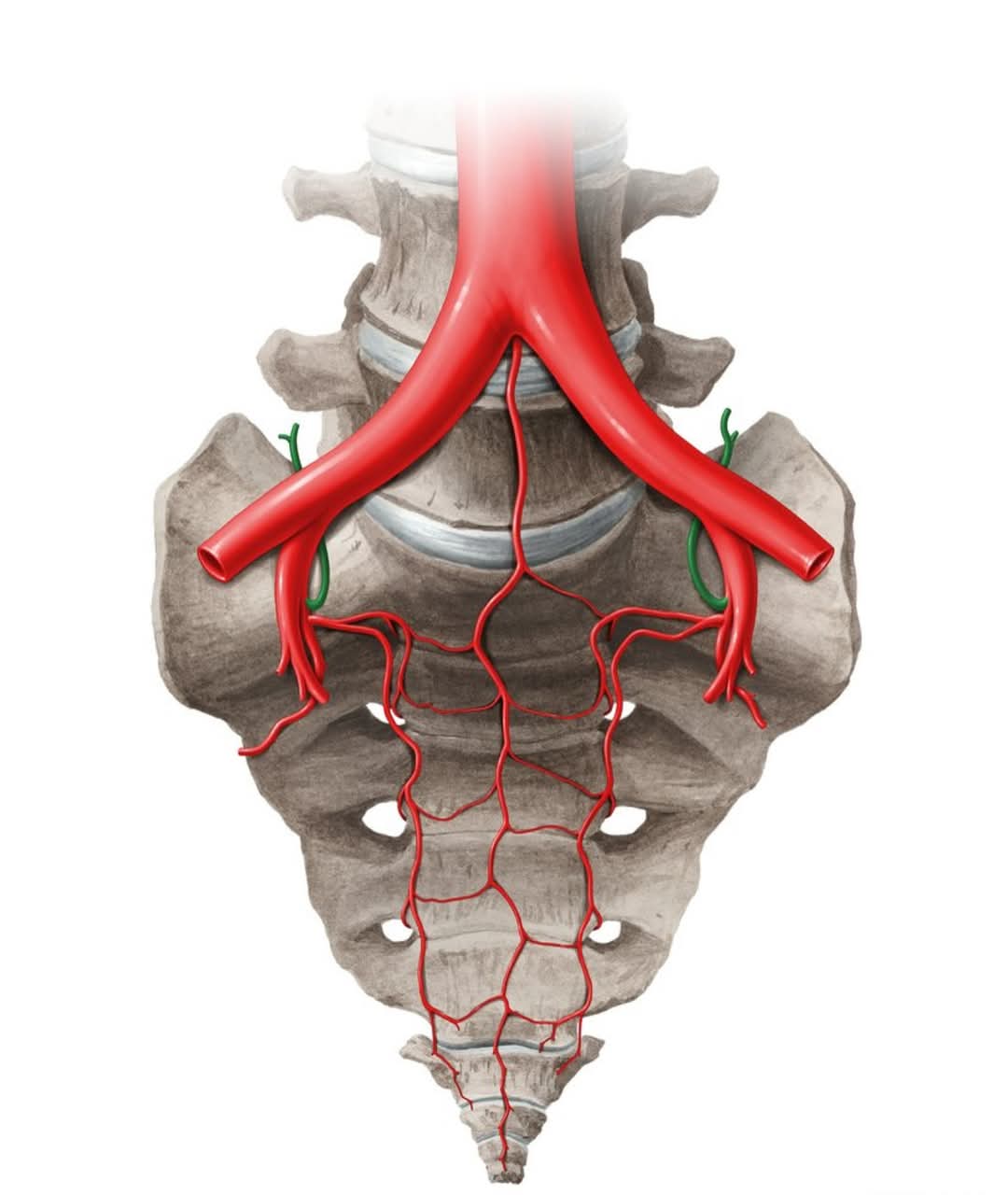 The sacroiliac joint receives arterial blood suppl... main image
