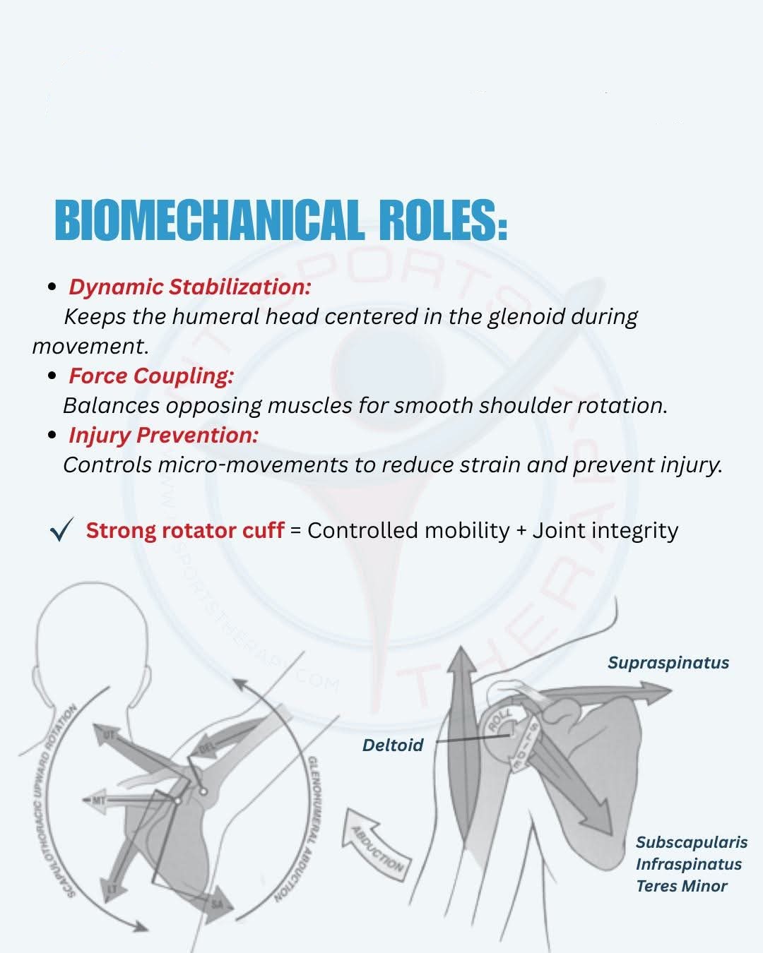 A powerful team of four muscles working together t... main image