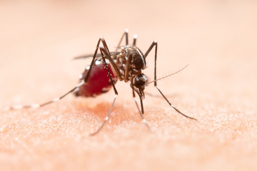Dengue Treatment in Nagpur with 24x7 Monitoring... main image