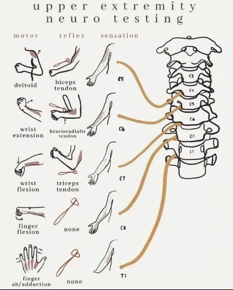 Upper extremity NEURO testing ⬆️⬆️ (Revitalize You... main image