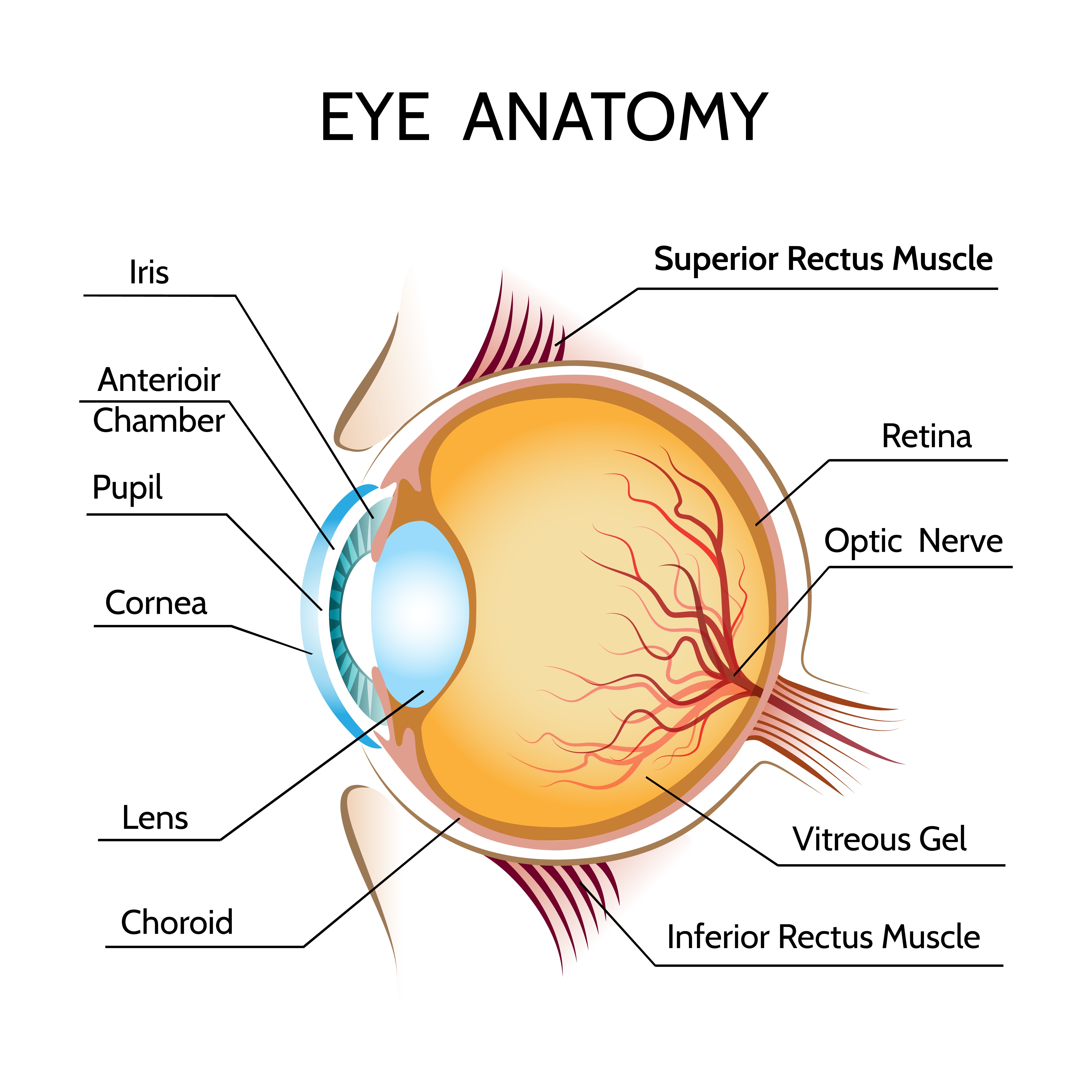 Best Retina Clinic in Akshaya Nagar For individ... main image