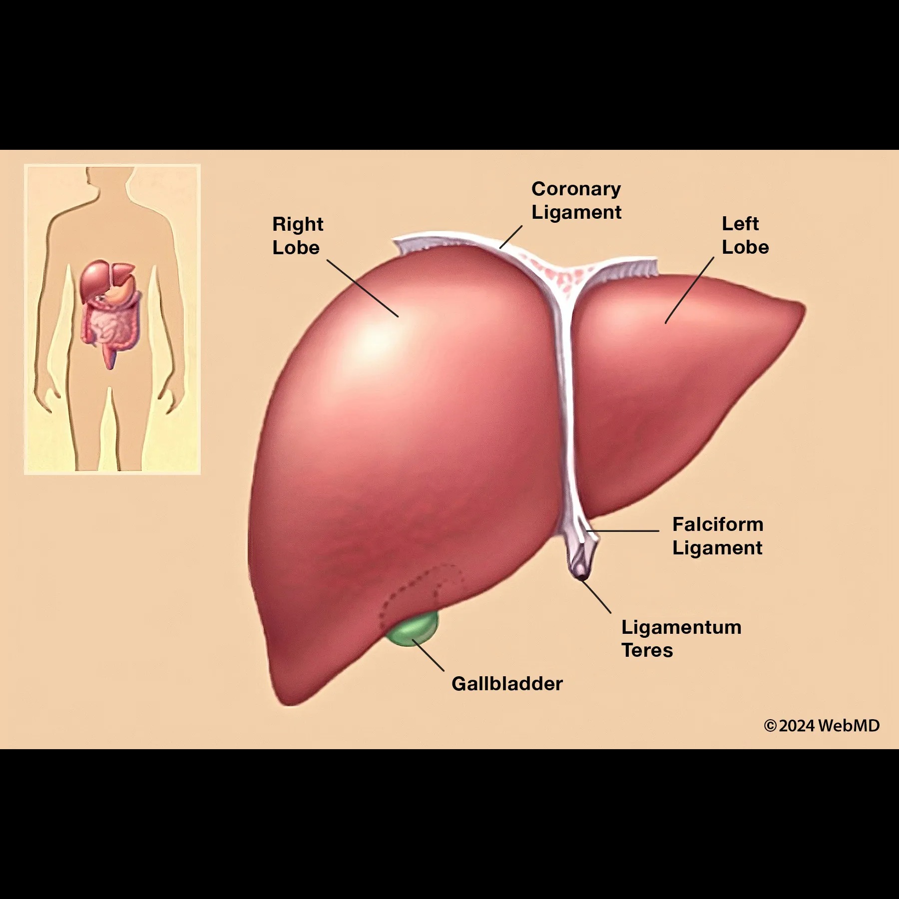 Liver specialist in Dombivli

Gastroenterology cli... main image