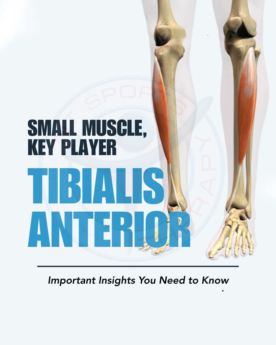Ankle Stability and For Proper Gait The Tibialis A... main image