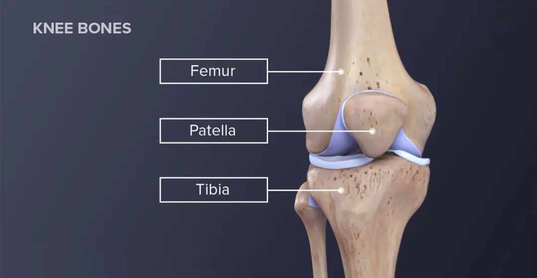 The knee is the largest joint in the human body an... main image