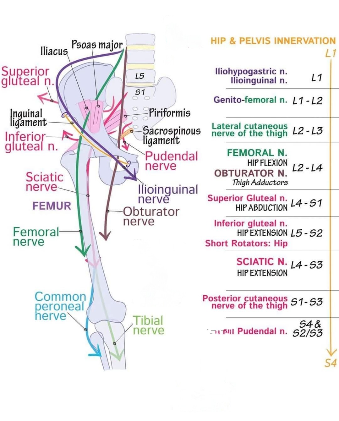 Lumbar Plexus : Branches Iliohypogastric and ilioi... main image