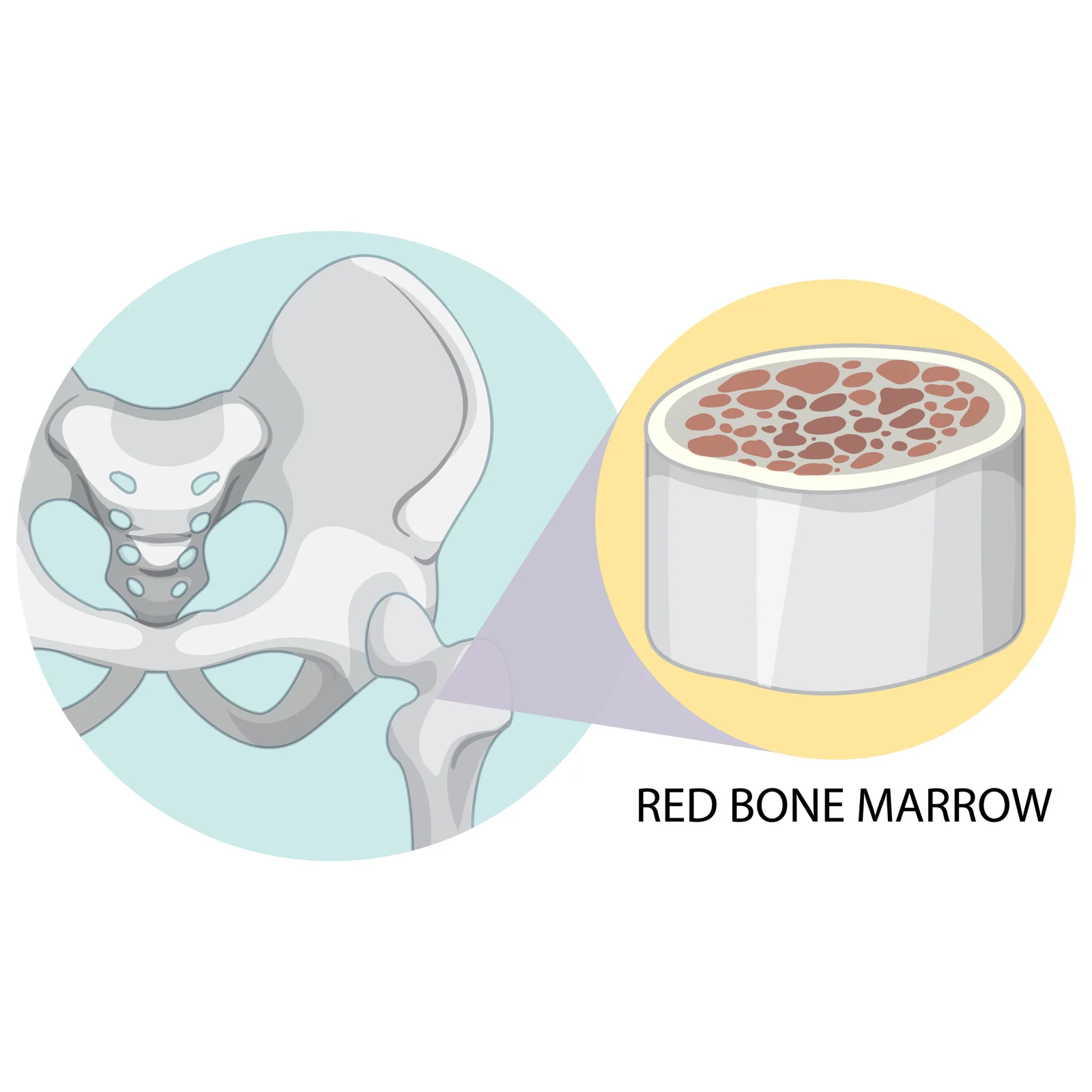 best IVF treatment for PCOS in Coimbatore About Bo... main image