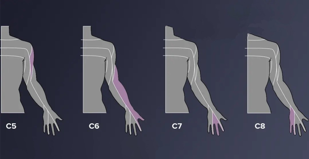 Your C8 controls your hands. Specifically, it runs... main image