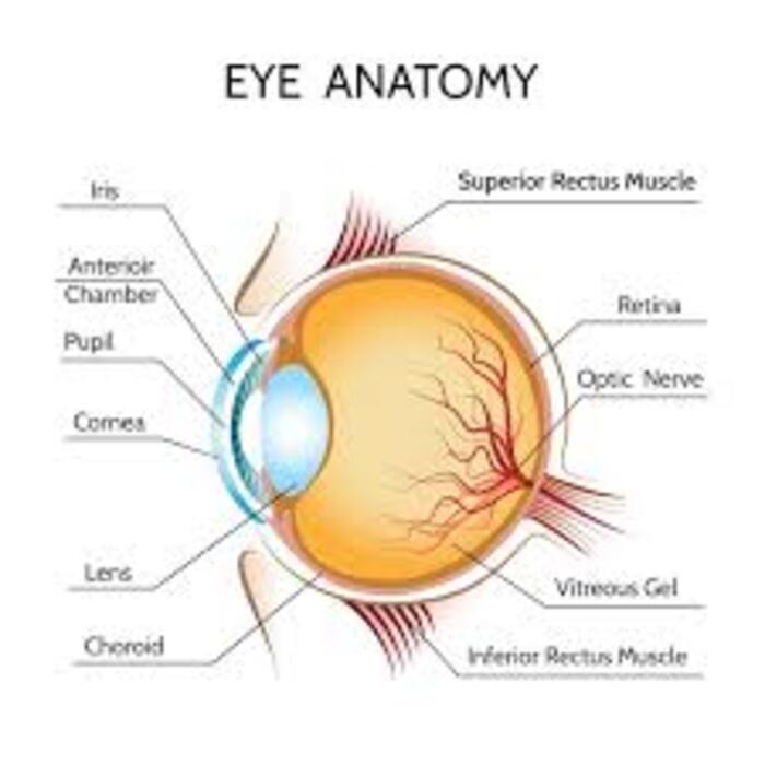 Retina Services in Bannerghatta Road – Precisio... main image