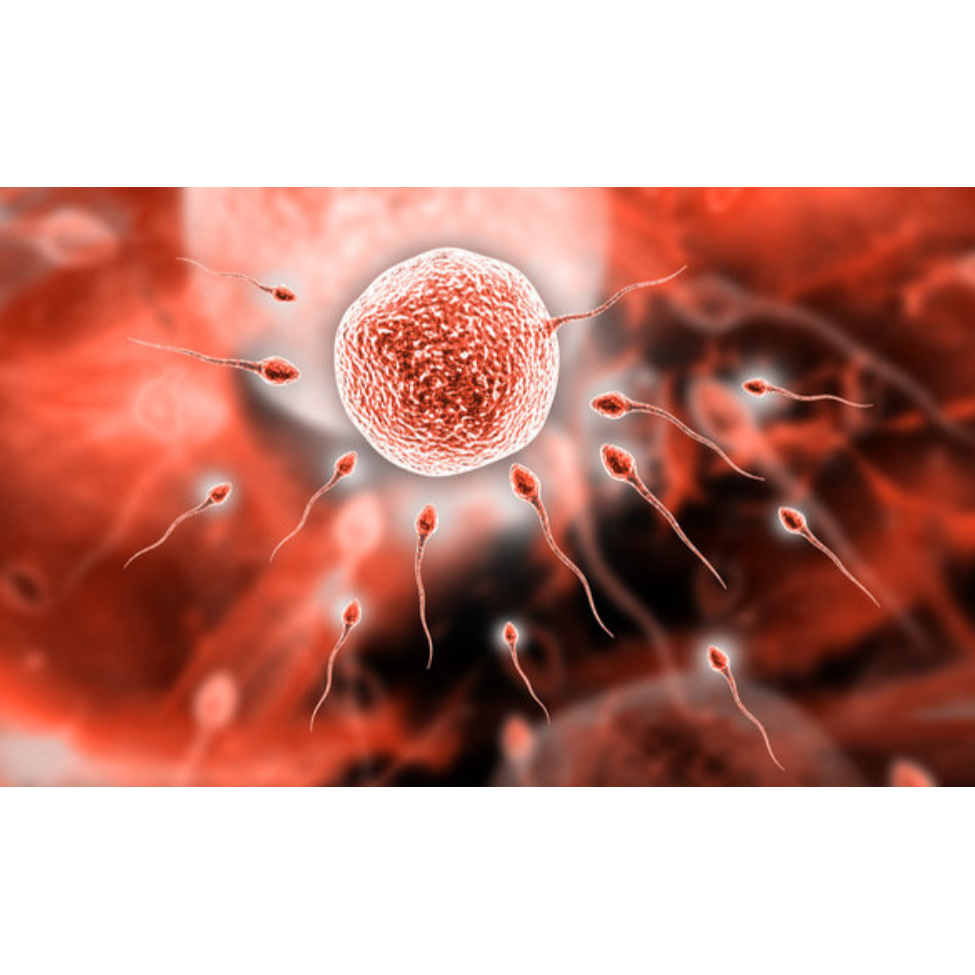 IVF with free first consultation Coimbatore main image
