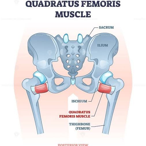 Quadratus Femoris Muscle: The Hidden Hip Stabilizer You Shouldn’t Ignore main image
