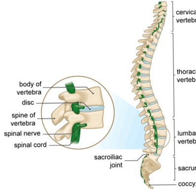 disc herniation, spinal stenosis, spondylolisthesis, and facet joint degeneration main image