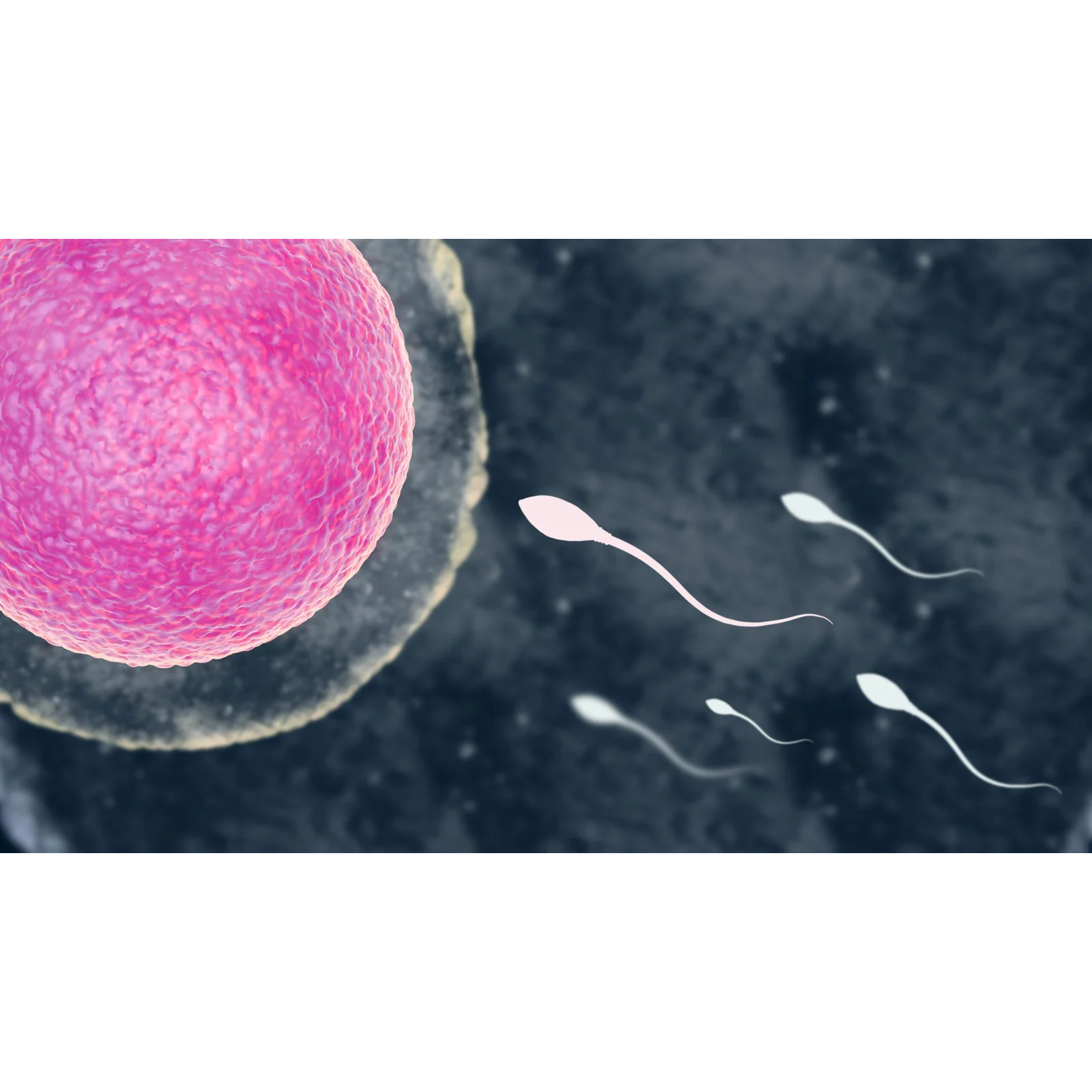 IVF treatment with high success rate in Coimbatore main image