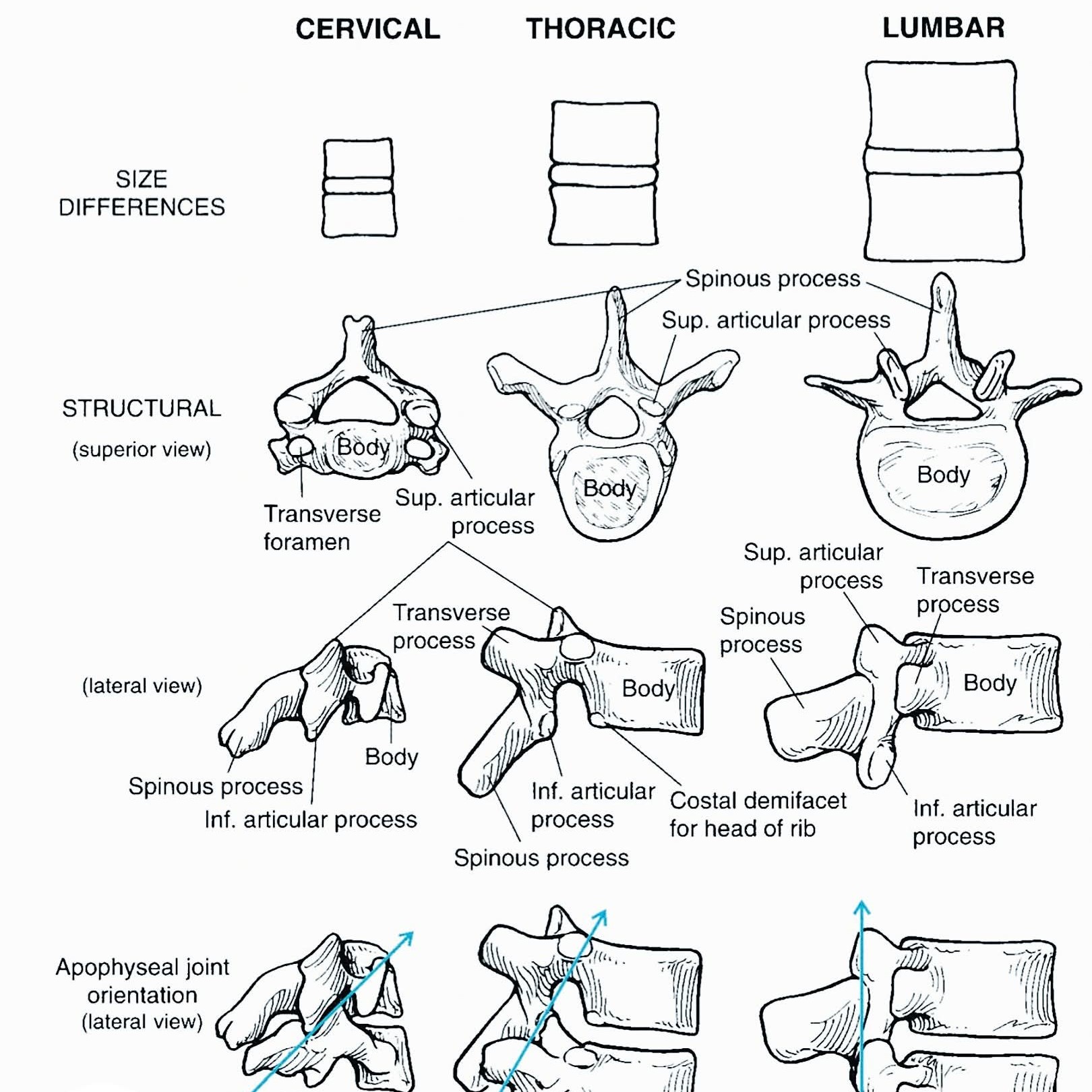 lumbar vertebra is the most highly loaded structure in the skeletal system. main image