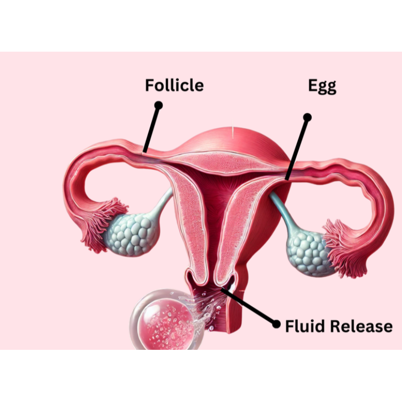 Follicul