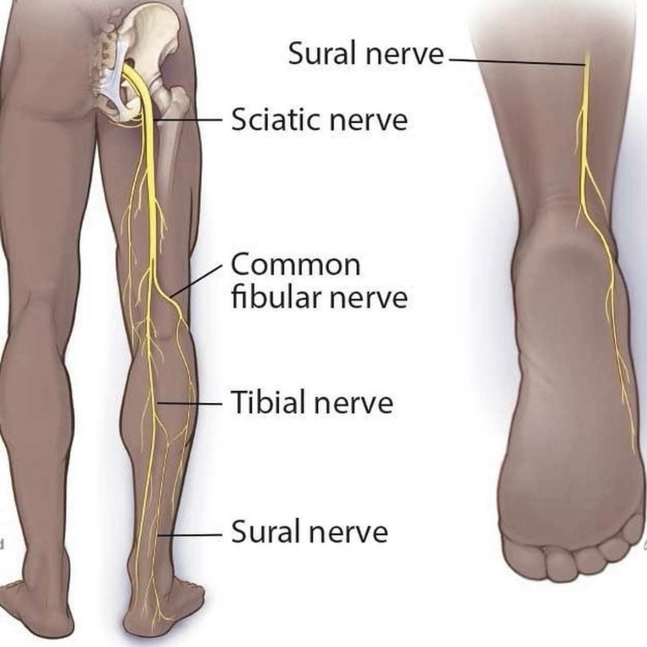 sensory loss in the lower leg treatment at Sunshine Clinic main image