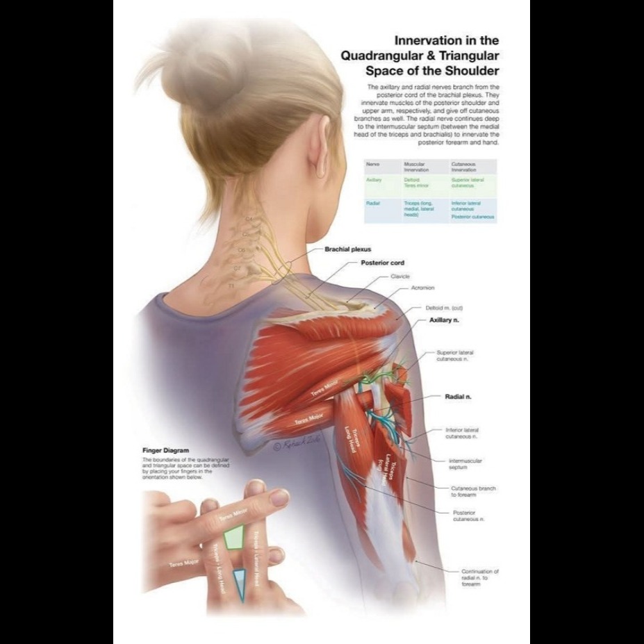 differential diagnosis of Shoulder joint pain at Sunshine Clinic main image