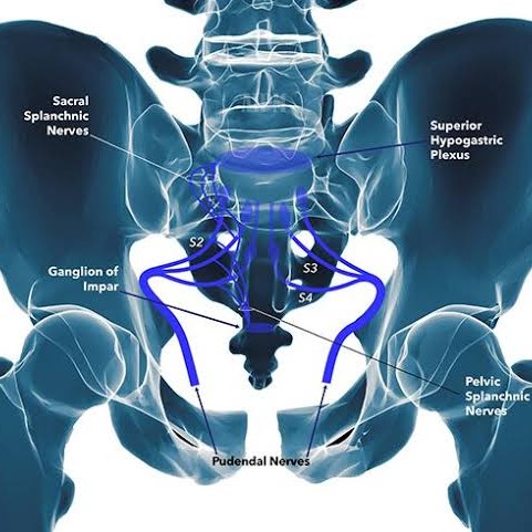 Pudendal nerve entrapment happens when the pudendal nerve, which carries signals from your genital main image