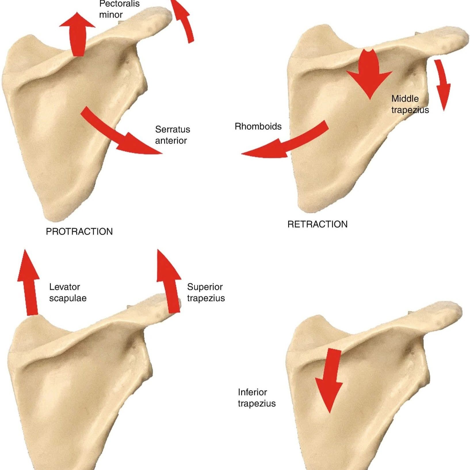 shoulder joint pain treatment at Sunshine Clinic main image