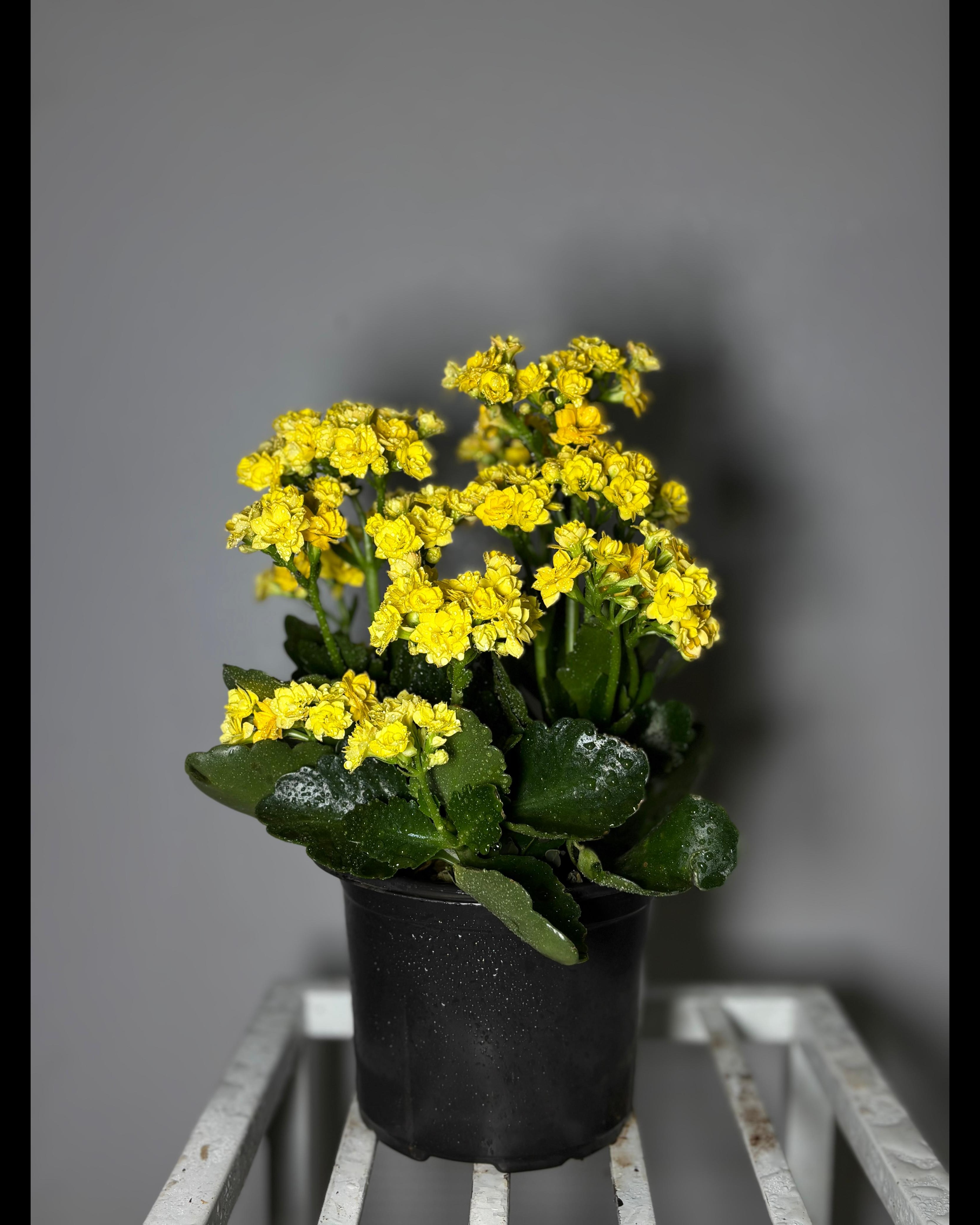 A plant sh
