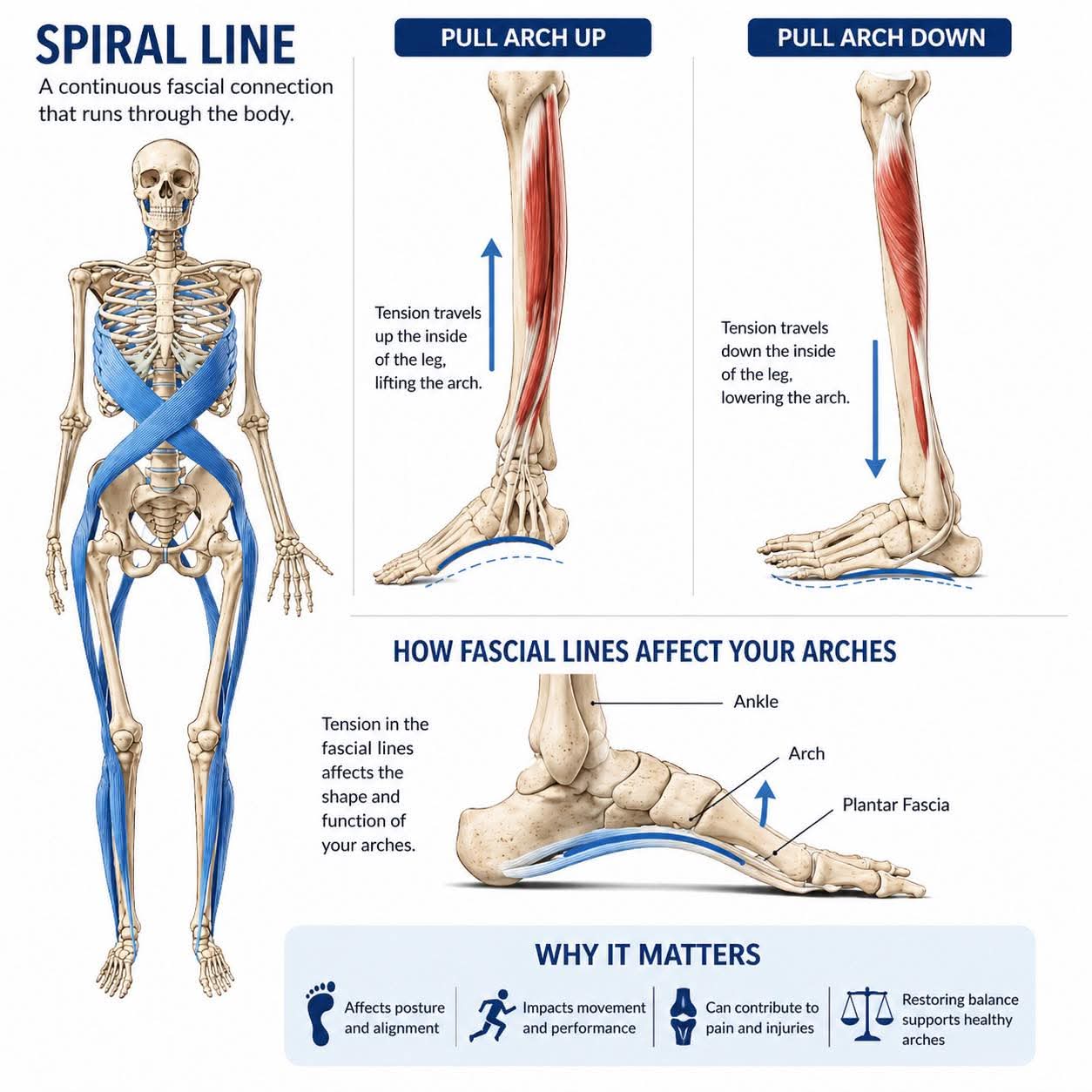 🌀 THE SPIRAL LINE  ➟ How Fascia Controls Your Foot Arch  ⸻  🔍 BIG IDEA  Your body doesn’t work as ... main image