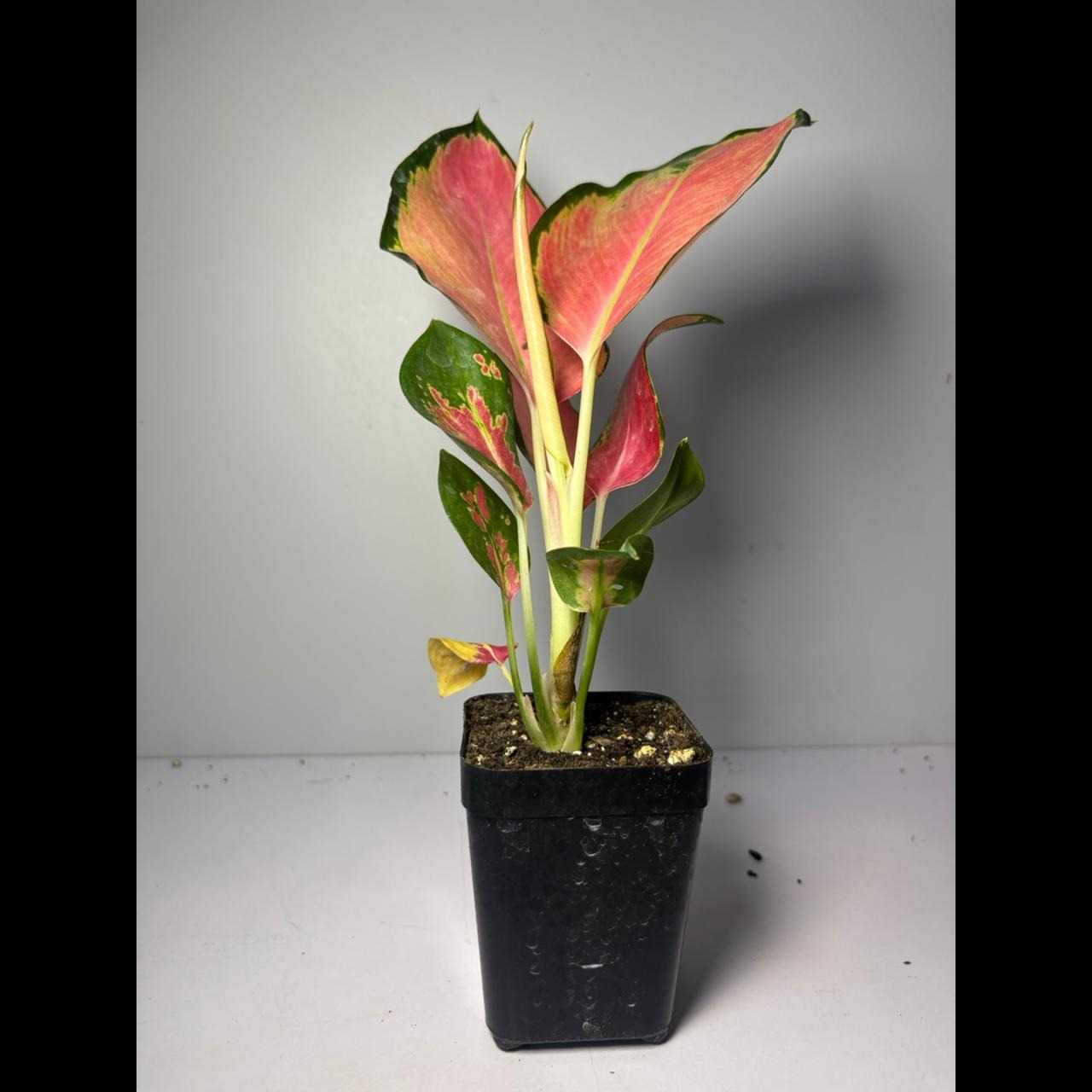 Each plant