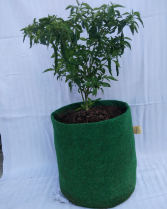 Grow Bags in Nagpur – Flexible Gardening for Modern Spaces