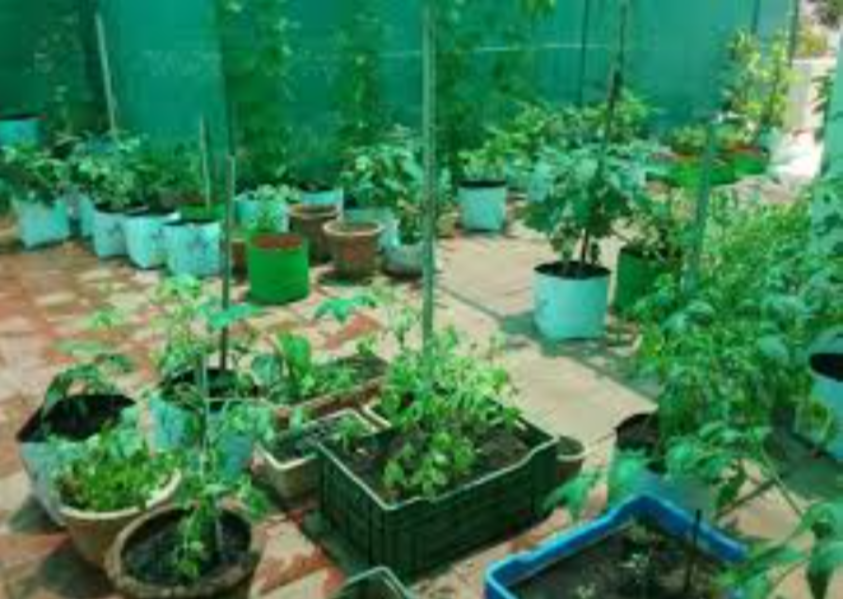Organic Vegetable Terrace Garden in Nagpur – Bringing Fresh Produce Closer to Home
