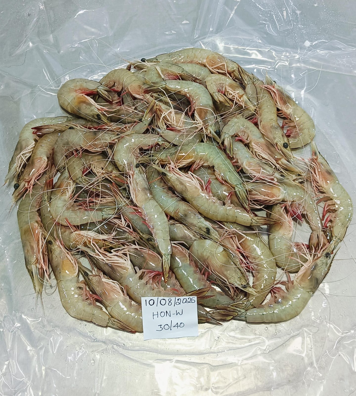 HEAD ON SEA WHITE SHRIMPS