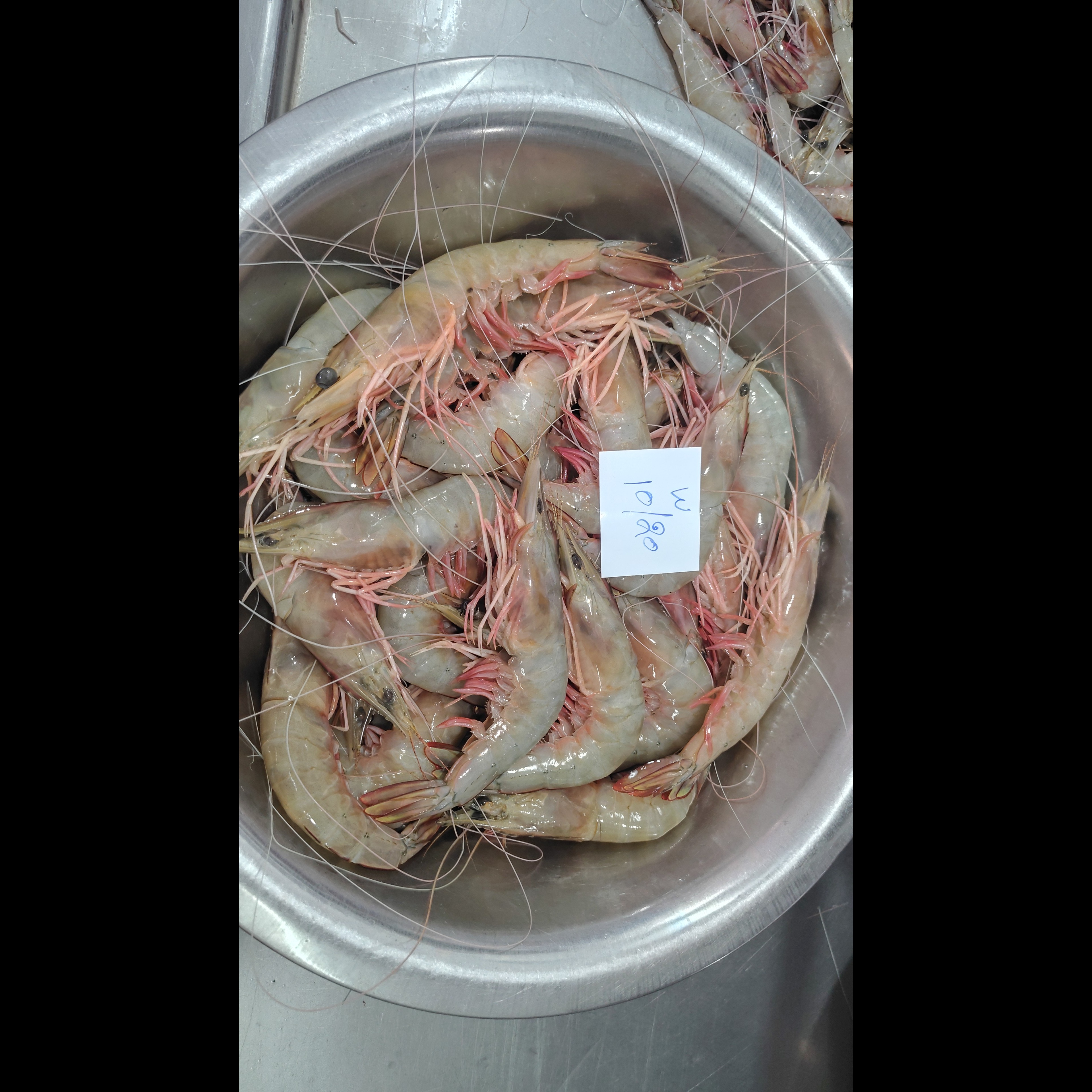 HEAD ON WHITE SHRIMPS BLOCK FROZEN
