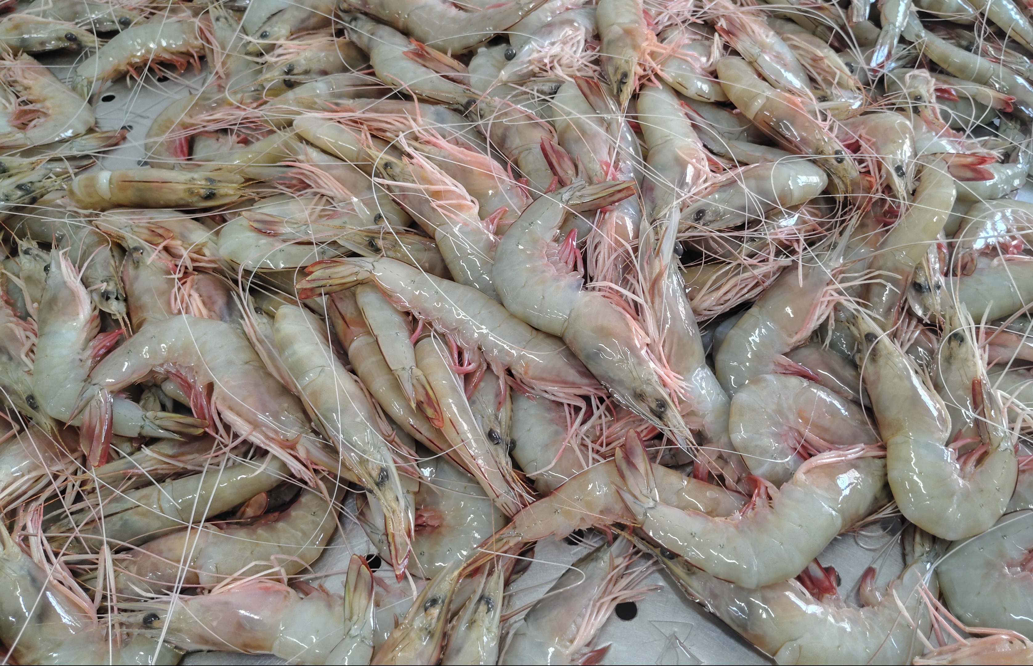 HEAD ON SEA WHITE SHRIMPS