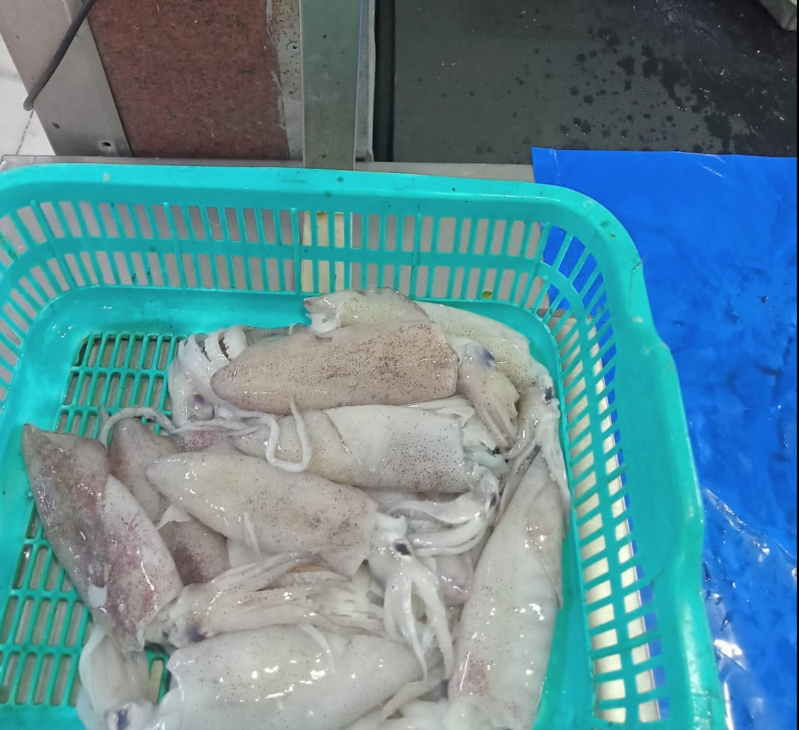 SQUID BLOCK FROZEN