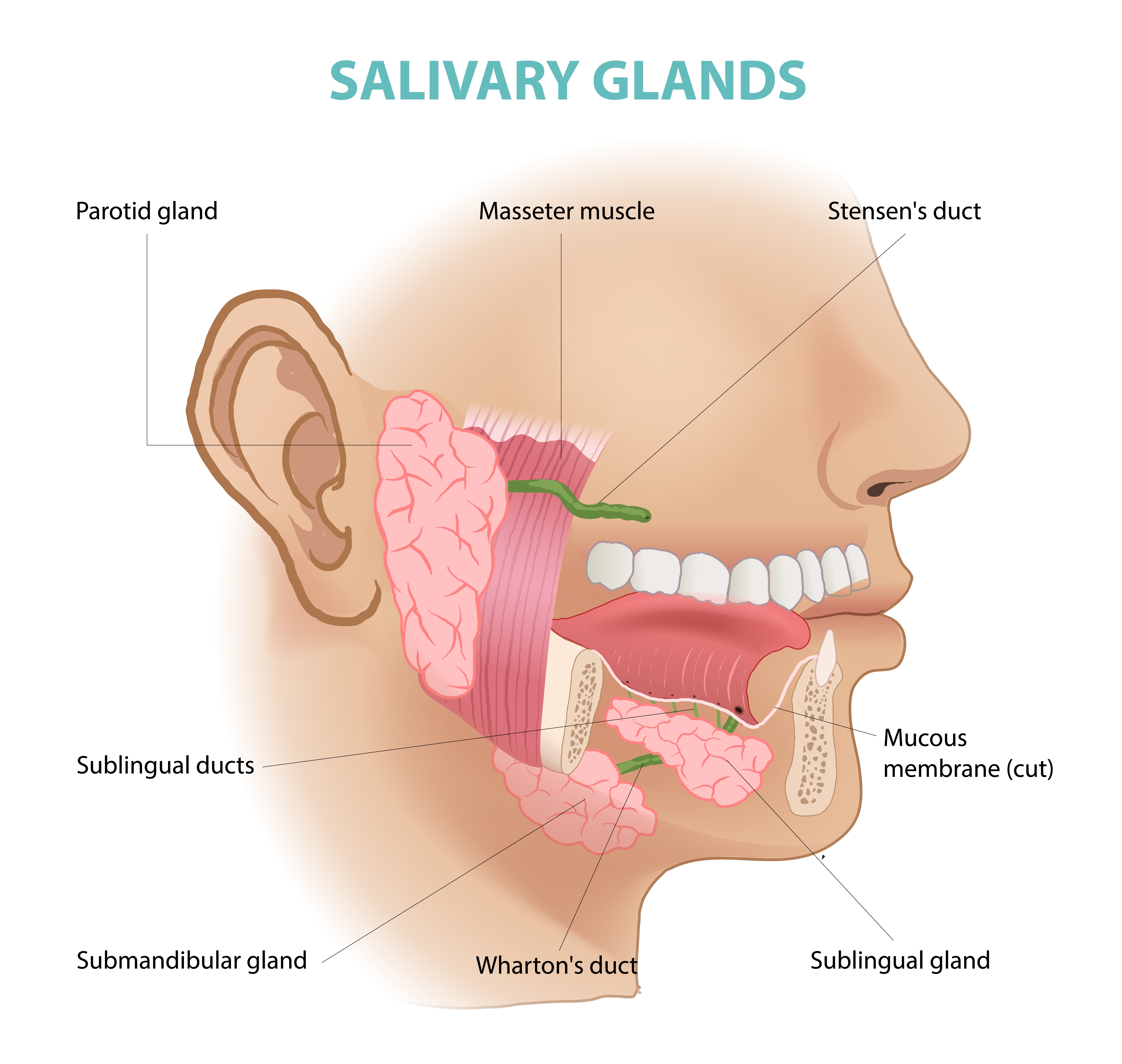 Salivary Gland Surgery and How Doctors Decide Whether Surgery Is Needed