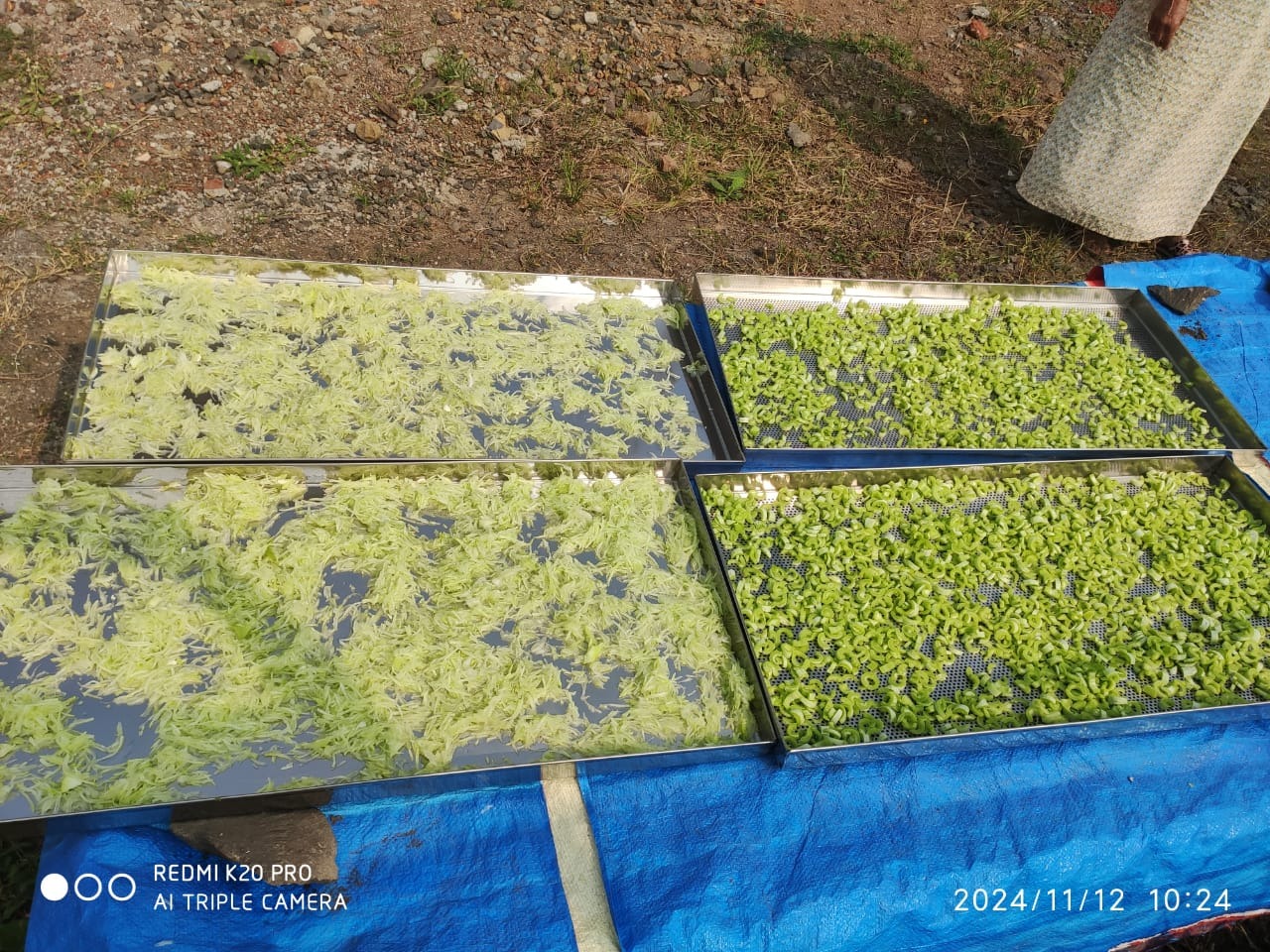 Best Solar Dryer in Mysuru | Solar Dryer Manufacturer in Mysore