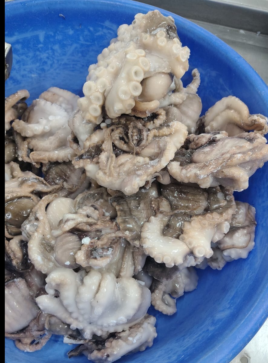 Octopus IQF