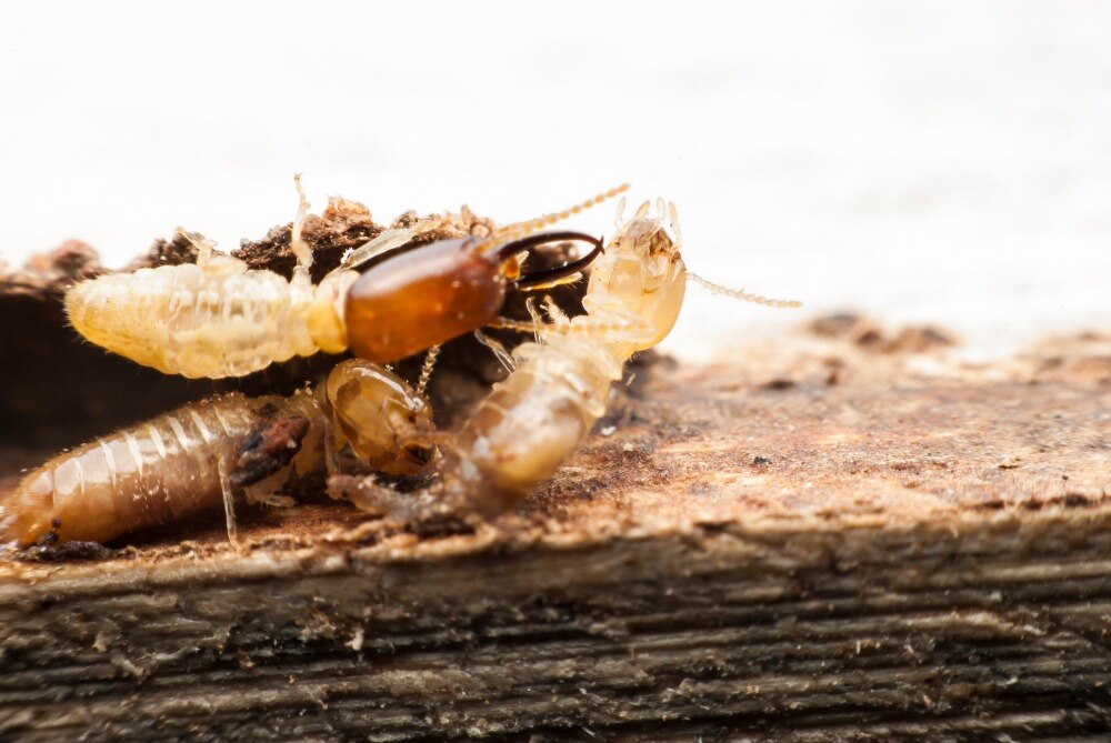 Termite Pest Control Service in Vile Parle for Infestation Problems