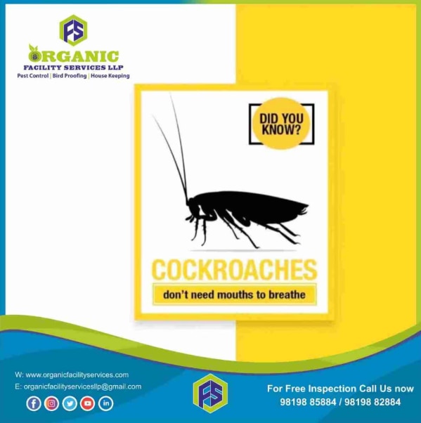 Cockroach Pest Control Service in Mira Road for Kitchen Infestations