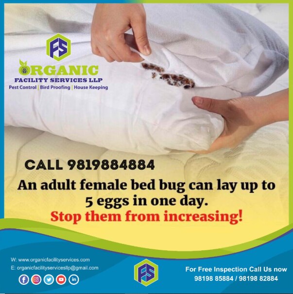 Bed Bugs Pest Control Service in Kandivali for Infested Rooms