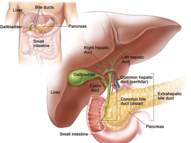 Hepato-Pancreato-Biliary Surgery Specialist in PCMC When Complex Digestive Conditions Need Surgical